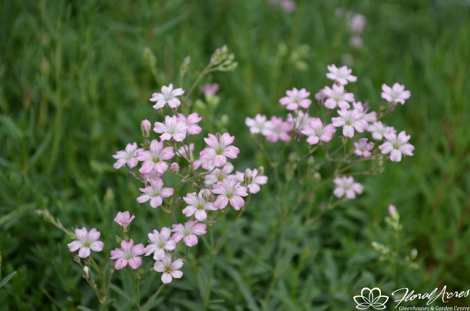 Gypsophila ( Baby's Breath ) Repens Rosea Floral Acres